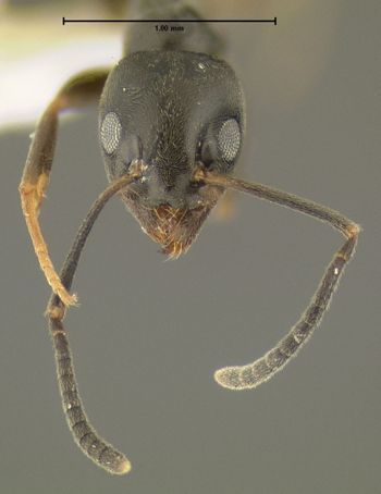 Media type: image;   Entomology 615135 Aspect: head frontal view